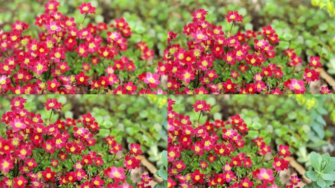虎耳草属植物的花。红色的花适合岩石山和岩石花园。