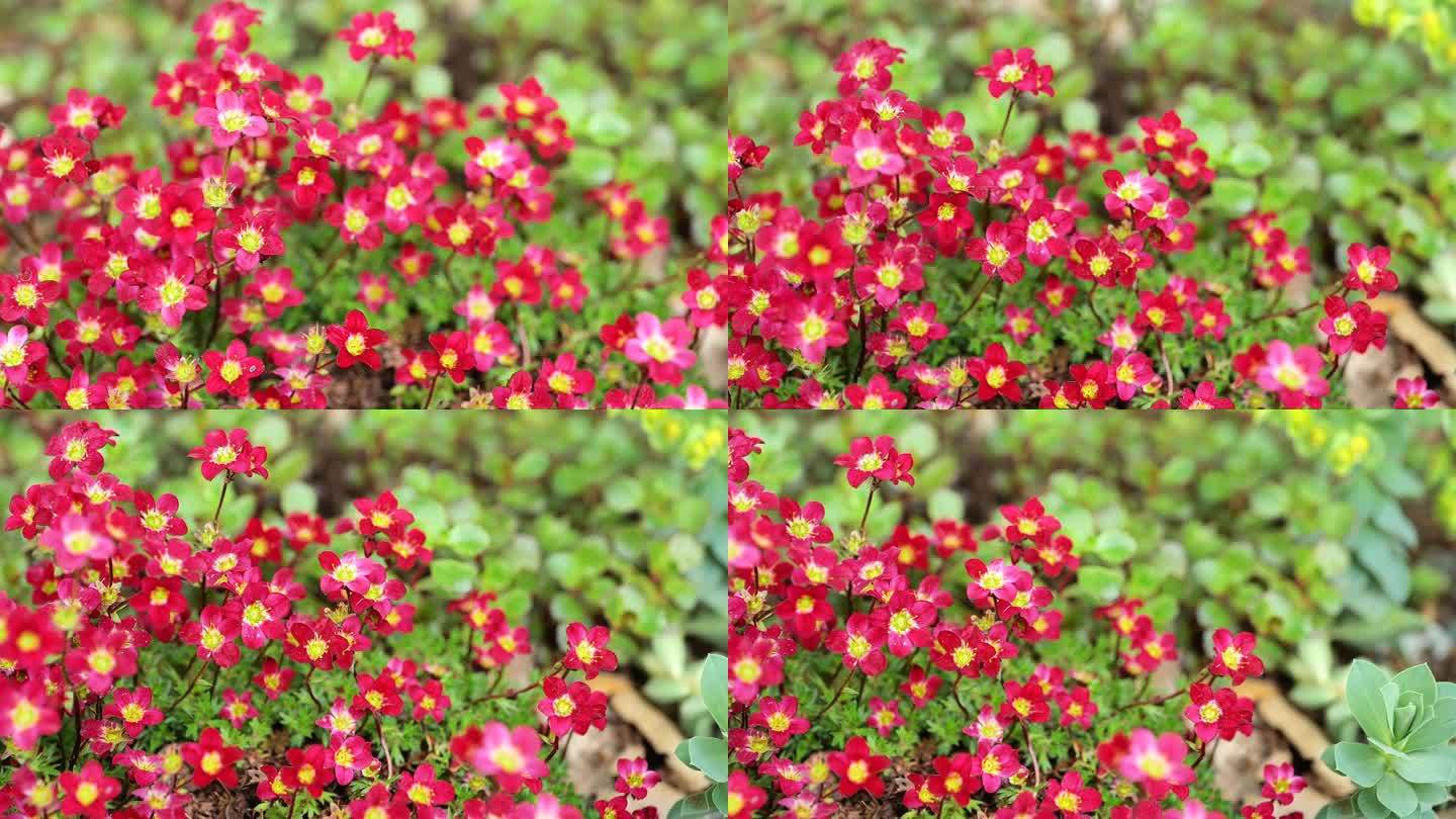 虎耳草属植物的花。红色的花适合岩石山和岩石花园。