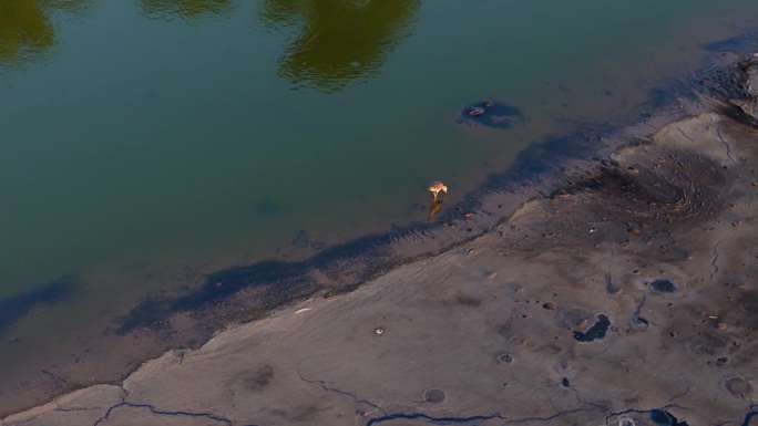 高大的高跷鸟沿着被污染的沥青湖的边缘漫步，棕榈树的倒影在水中闪闪发光