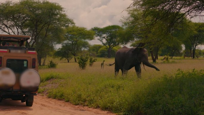 塔兰吉雷，一辆汽车停在一头非洲象旁边