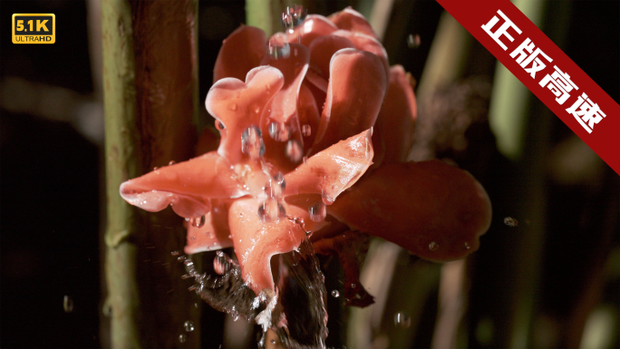 5K-火炬姜，瓷玫瑰，西双版纳热带植物