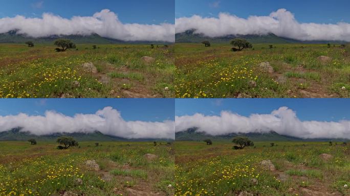 在恩戈罗恩戈罗保护区，广阔的草原上，野花映着天空