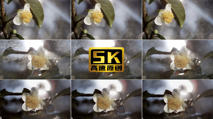 5K-古树茶花，雨中古茶树花慢镜头