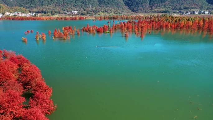 台州黄岩，长潭水库，水中红杉