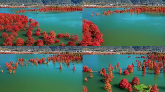 台州黄岩，长潭水库，水中红杉