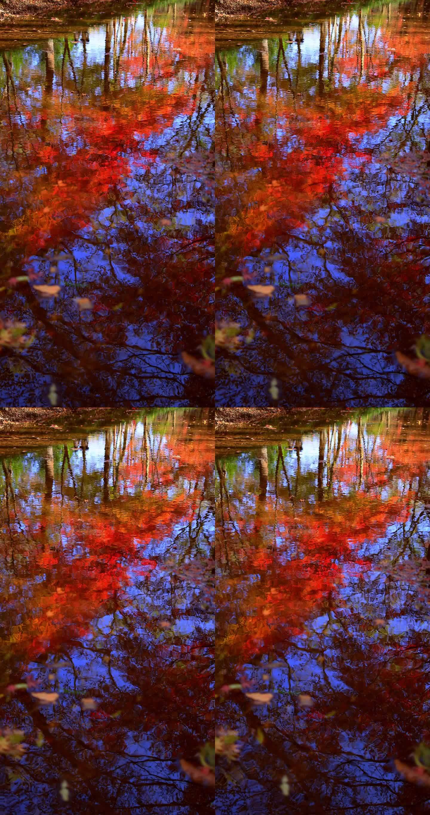 秋天唯美红叶红枫倒映在水里竖屏