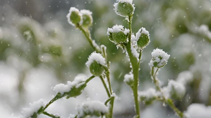 雪花飘落在嫩芽上 冬天自然空镜