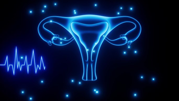 子宫与月经周期，妇科健康，3d渲染。
