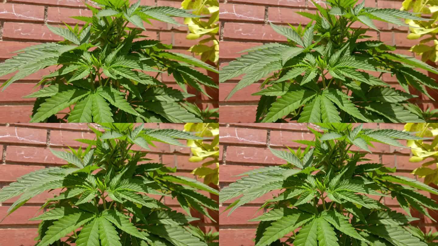 大麻植物，医用大麻