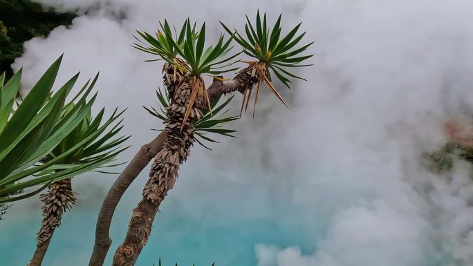 棕榈树前一片蔚蓝的热气在蒸腾。日本九州大分别府的地热温泉。冒着热气的火山湖被称为Jigoku