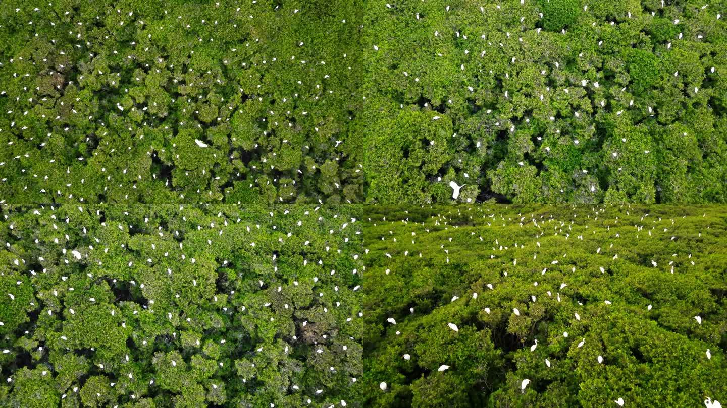 红树林 白鹭栖息地 绿色生态唯美自然