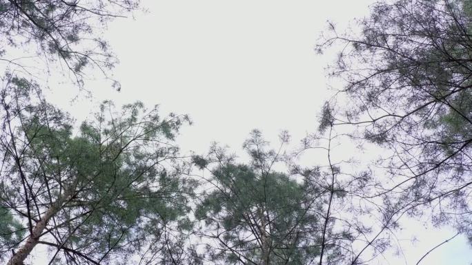 春天的森林。百年松树的树梢映衬着白色的天空。褐色的松树枝，在荒野中