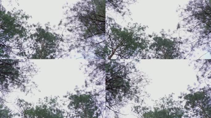 春天的森林。百年松树的树梢映衬着白色的天空。褐色的松树枝，在荒野中