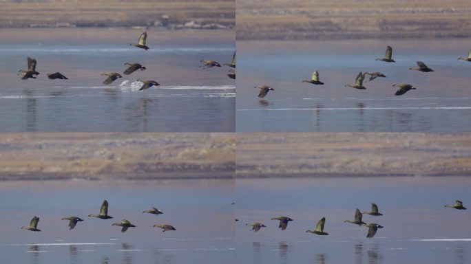 野生鸟类-水鸟水中起飞