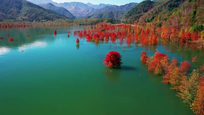 台州黄岩，长潭水库，水中红杉