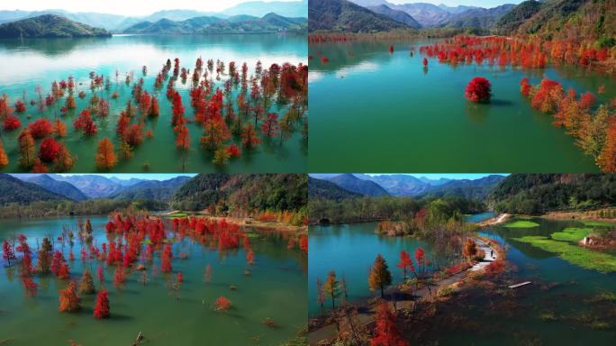 台州黄岩，长潭水库，水中红杉