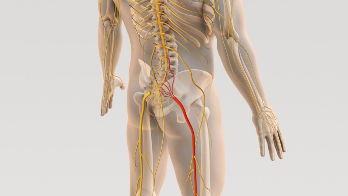坐骨神经痛和脊柱神经痛的医学概念