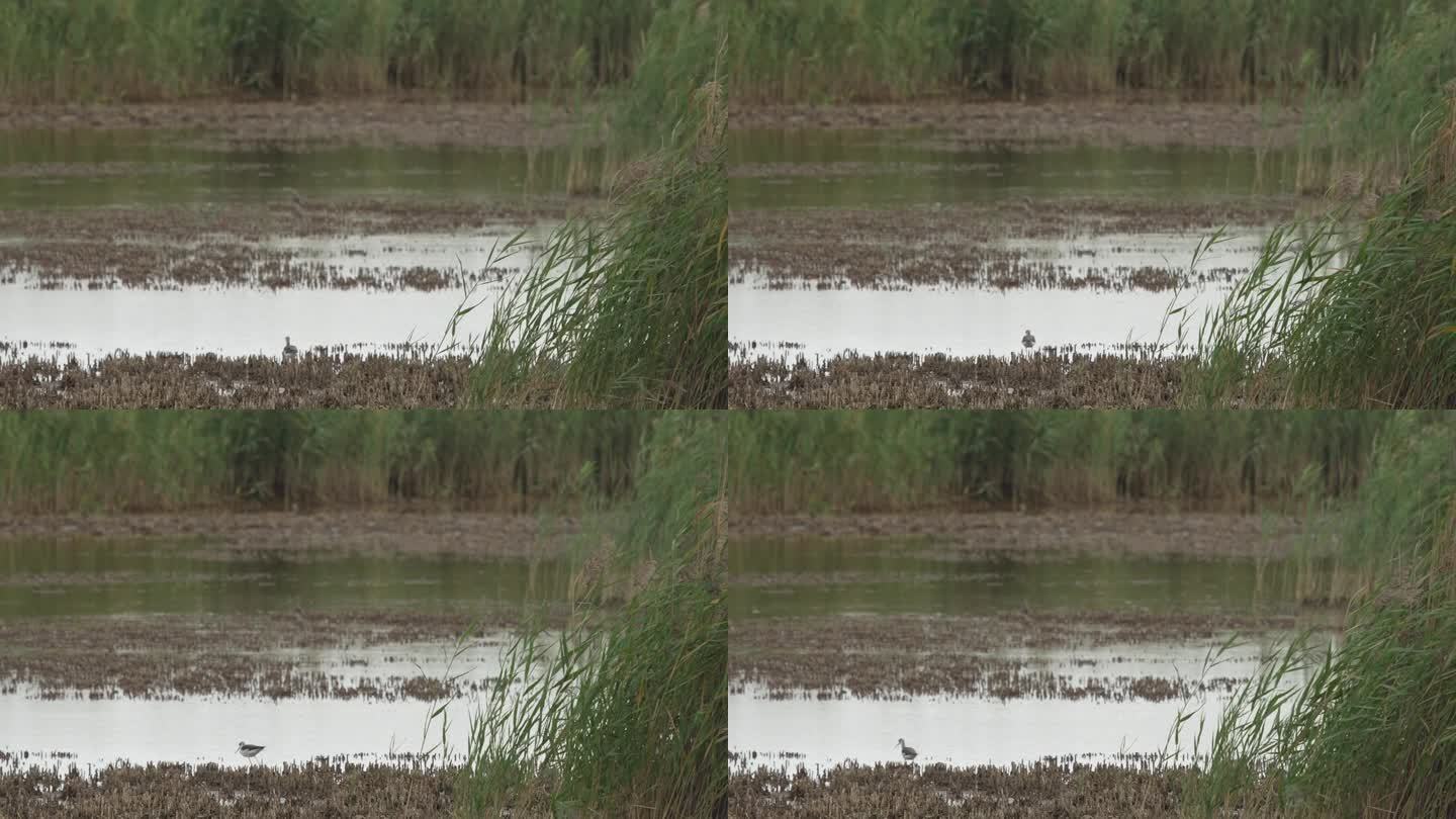 高跷步行者(猿人)在芦苇中寻找食物的广角镜头(慢镜头- 4K)