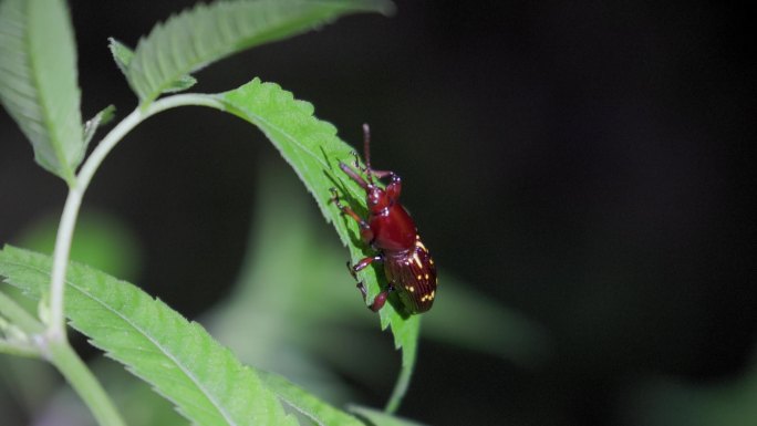 野生昆虫-甲虫合集