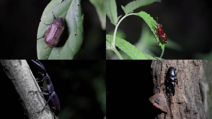 野生昆虫-甲虫合集