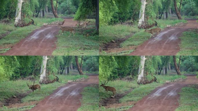印度中部森林中的斑点鹿或鹿