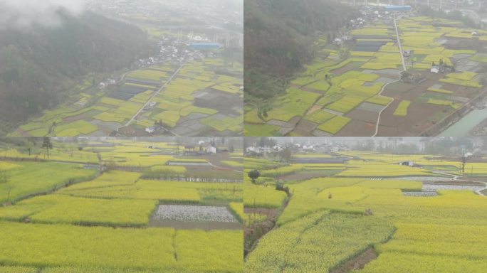 四川甘洛油菜花田航拍