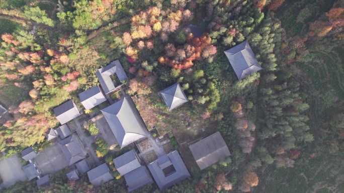 鸟瞰中国安徽宏村五彩秋林中的古庙。唐代风格的传统建筑，俯视图，4k实时镜头无人机视图。