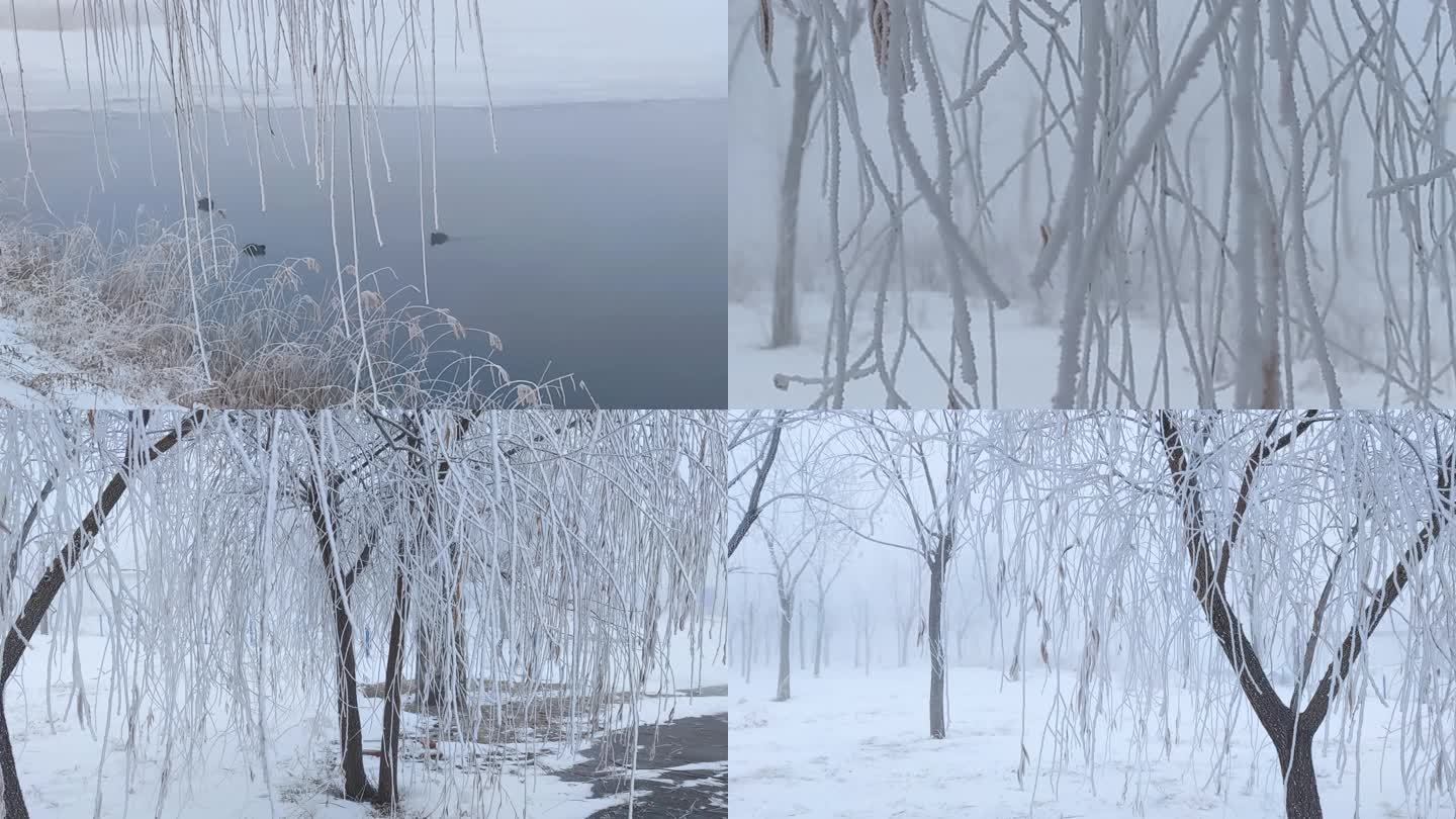 一组雾凇中湖水野鸟荻花垂柳空镜