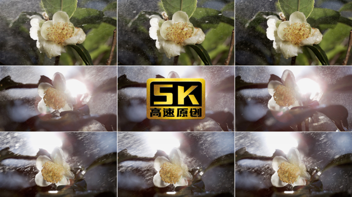 5K-阳光下的古树茶花，雨中茶花