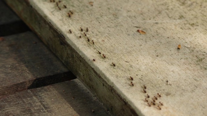 一群小黑蚂蚁在水泥地上行走。小黑蚂蚁在工作。