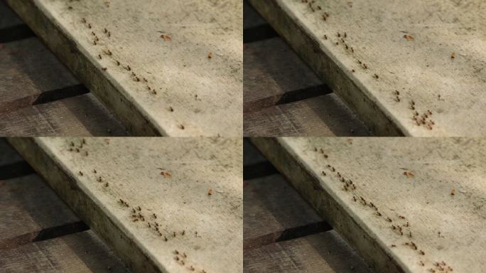 一群小黑蚂蚁在水泥地上行走。小黑蚂蚁在工作。