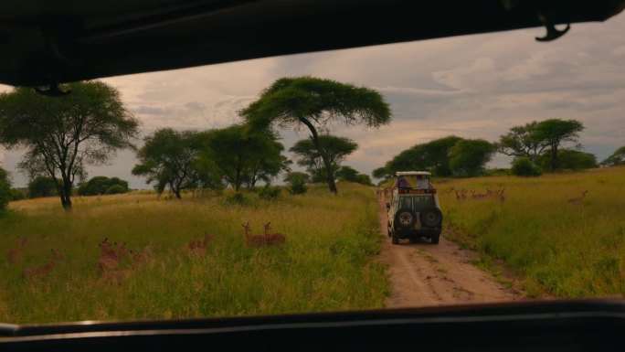 在塔兰吉雷，狩猎车在吃草的鹿中间