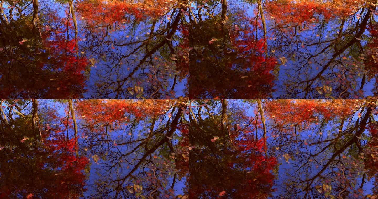 杭州九溪烟树红叶红枫倒映在水里唯美秋天