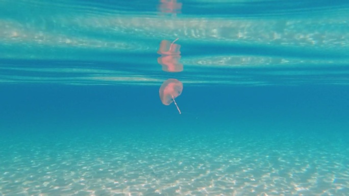 小的，有毒的水母在地中海科西嘉岛，法国，欧洲。