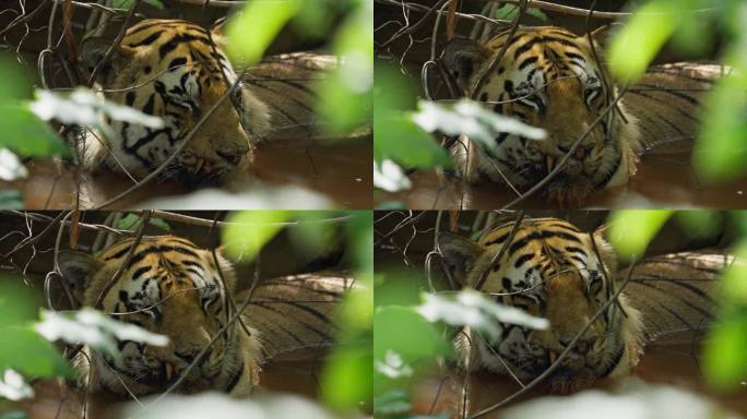 一只美丽的孟加拉虎(panthera tigris)在水坑里放松，慢动作