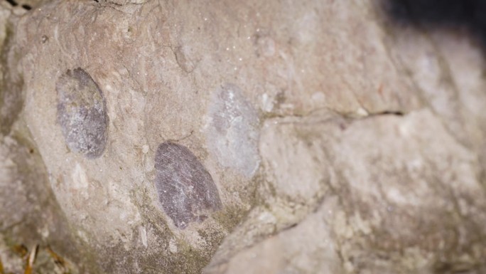 数百万年前的石化贝壳化石嵌在坚硬的岩石中