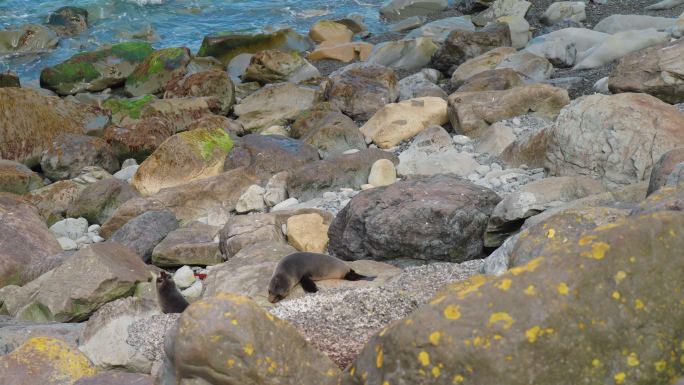 新西兰毛皮海豹海狮