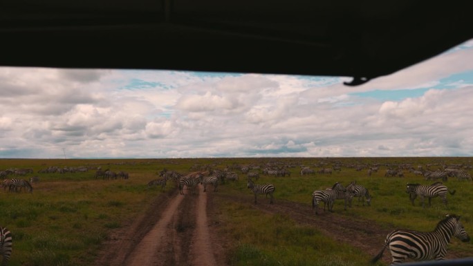 斑马在广阔的草原上吃草，从游猎车上看到的景色令人着迷