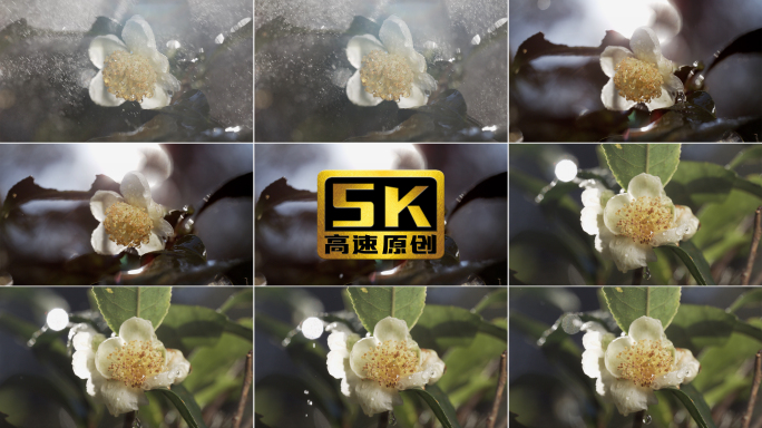 【5K】古树茶茶花上的水滴，湿漉漉茶花