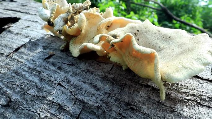 金针菇(Gymnopus sp)是一种带白色伞的蘑菇。生长在腐烂的木头上，可以食用
​