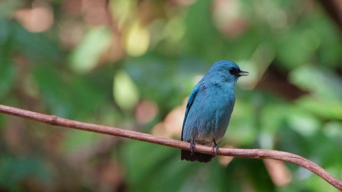 镜头向右滑动，因为它也在缩小这只超级可爱的蓝鸟，泰国的Verditer Flycatcher Eum