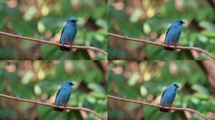 镜头向右滑动，因为它也在缩小这只超级可爱的蓝鸟，泰国的Verditer Flycatcher Eum