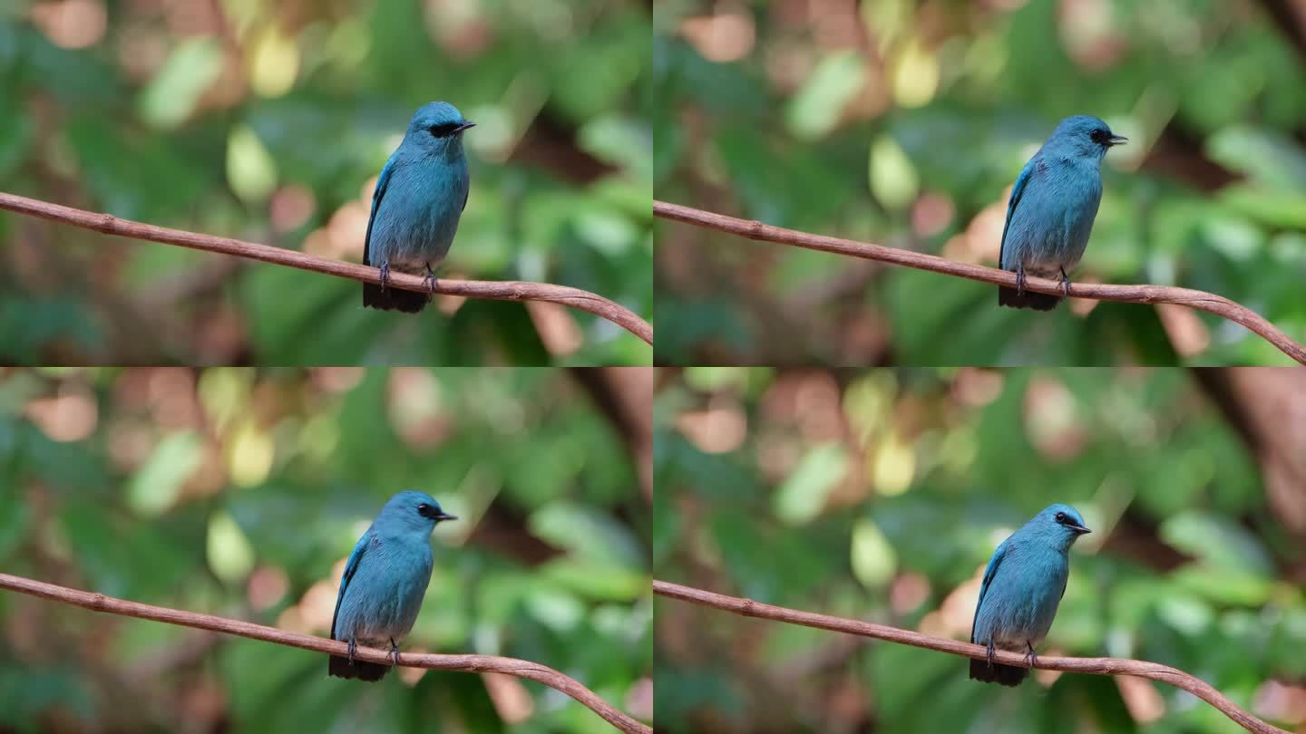 镜头向右滑动，因为它也在缩小这只超级可爱的蓝鸟，泰国的Verditer Flycatcher Eum