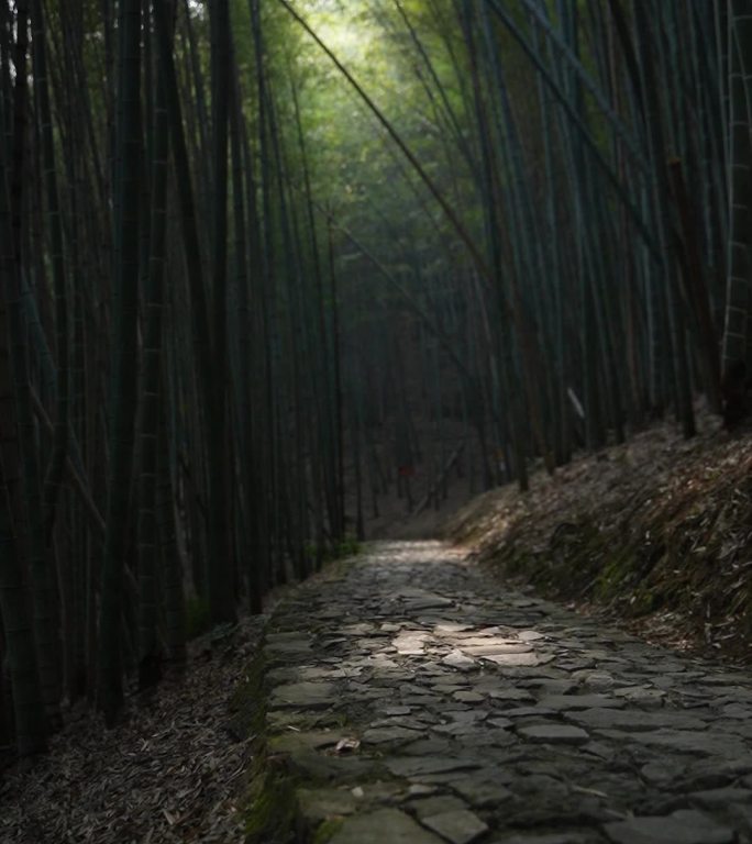 竹林中布满苔藓的石板路