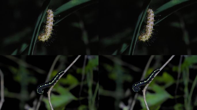 野生昆虫-毛毛虫合集