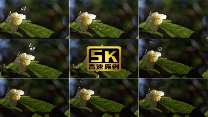 5K-古树茶花，水珠滴落在茶花上