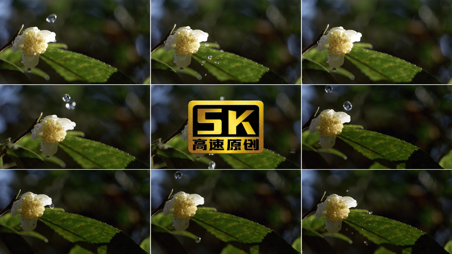 5K-古树茶花，水珠滴落在茶花上