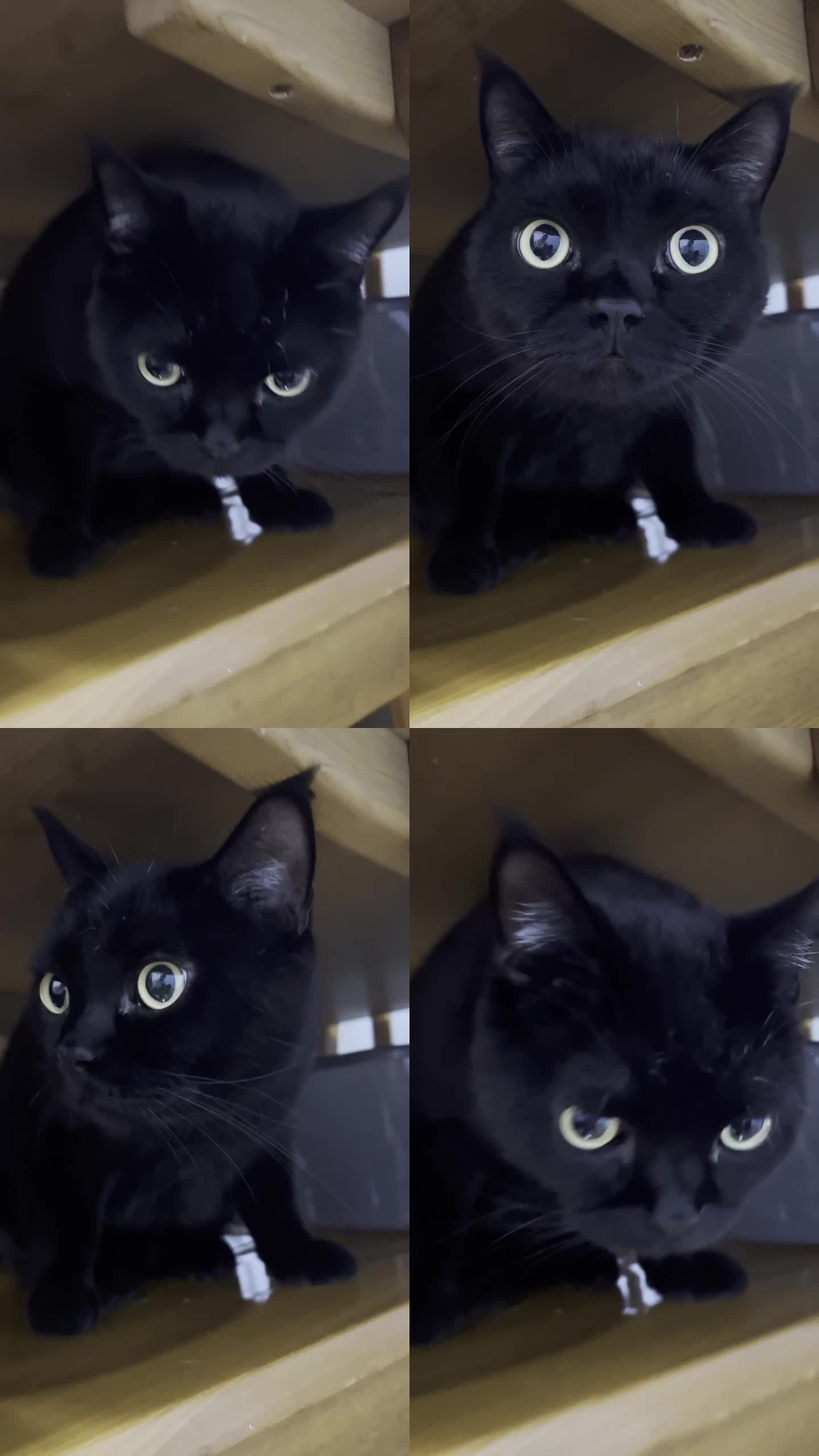 黑猫眼睛圆大