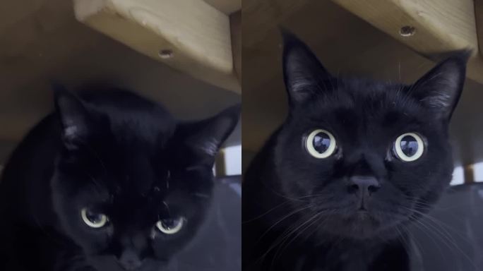 黑猫眼睛圆大