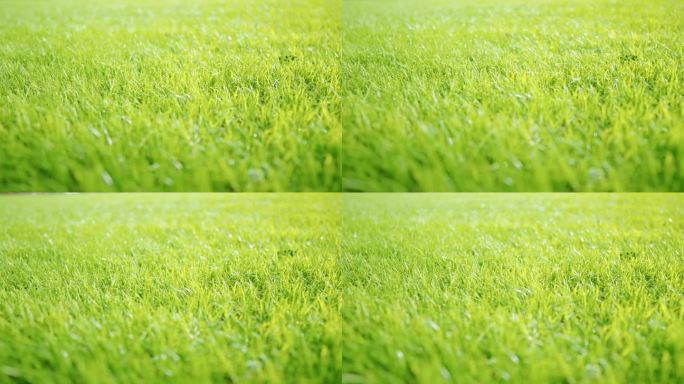 近距离低角度看草地绿色草地在微风